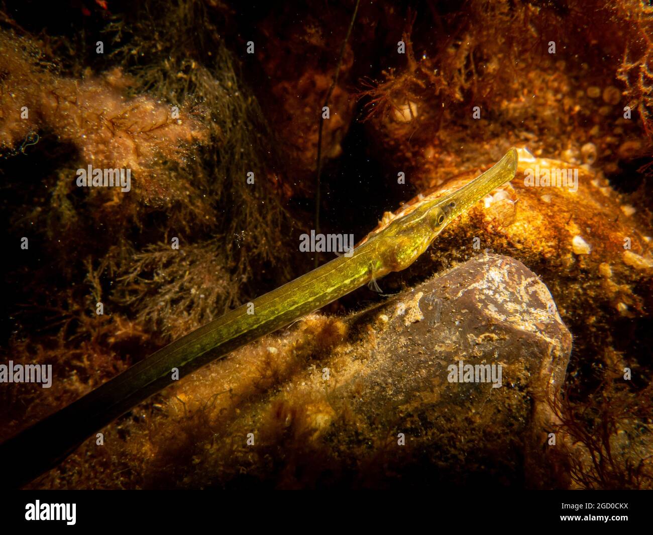 Un'immagine ravvicinata di un pesce pipefish a naso dritto, Nerophis ofidion, tra alghe e pietre. Immagine dal suono, tra Svezia e Danimarca Foto Stock