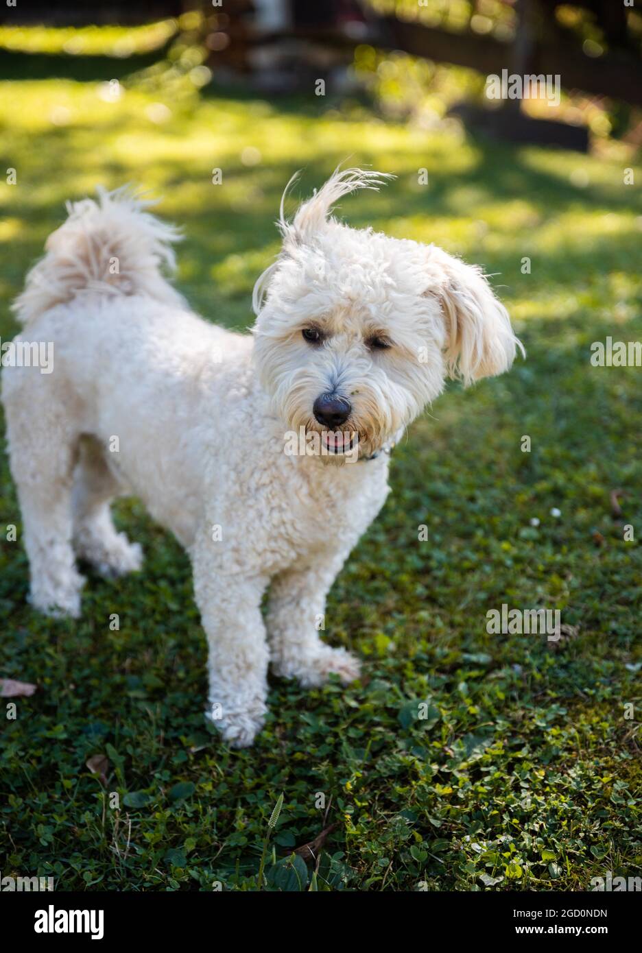 Piccolo Bichon Pup su erba verde Foto Stock