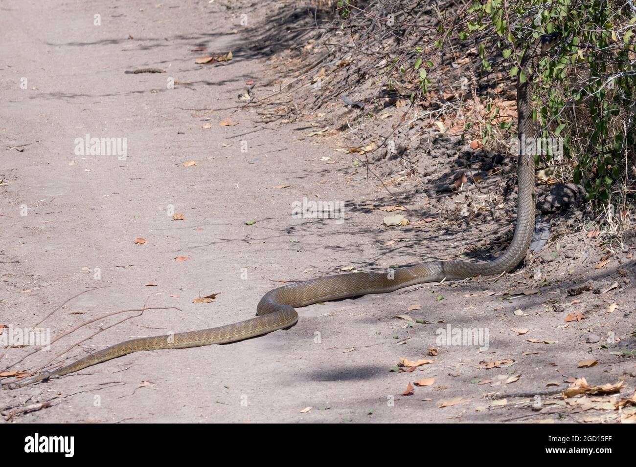 Zambia, Luangwa del Sud. Il serpente di mamba nero (Dendroaspis polilepis) aka mamba dal naso nero, mamba marrone meridionale, uno dei serpenti più velenosi Foto Stock