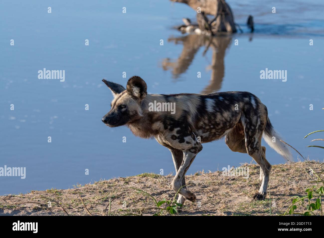 Zambia, Luangwa del Sud. Cane africano dipinto (Lycaon Pictus) lungo la riva del fiume. Foto Stock