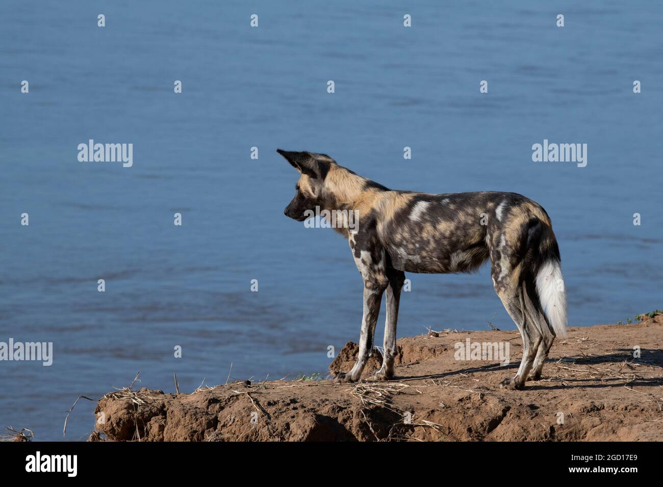 Zambia, Luangwa del Sud. Cane africano dipinto (Lycaon Pictus) lungo la riva del fiume. Foto Stock