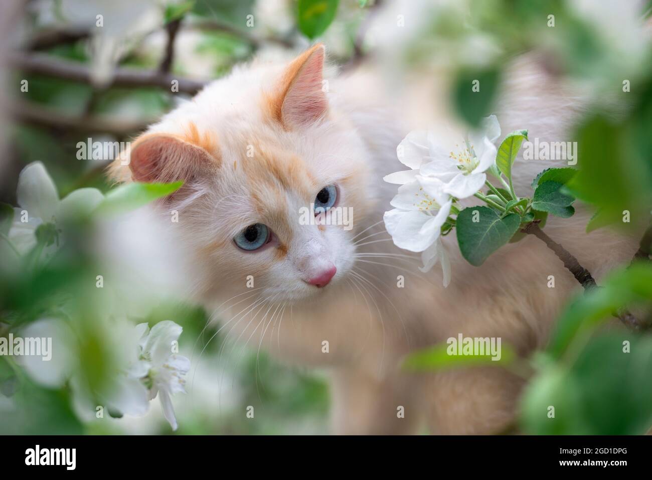 Gatto bianco in fiori di mela bianco. Gatto bianco con occhi blu in un  primo piano albero. Armonia di animali e piante. Il concetto di animali  domestici Foto stock - Alamy