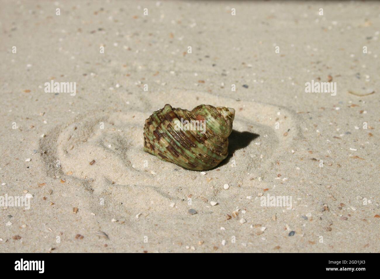 Nahaufnahme einer dick gedrehten grünen Meeresschnecke auf Sand Foto Stock