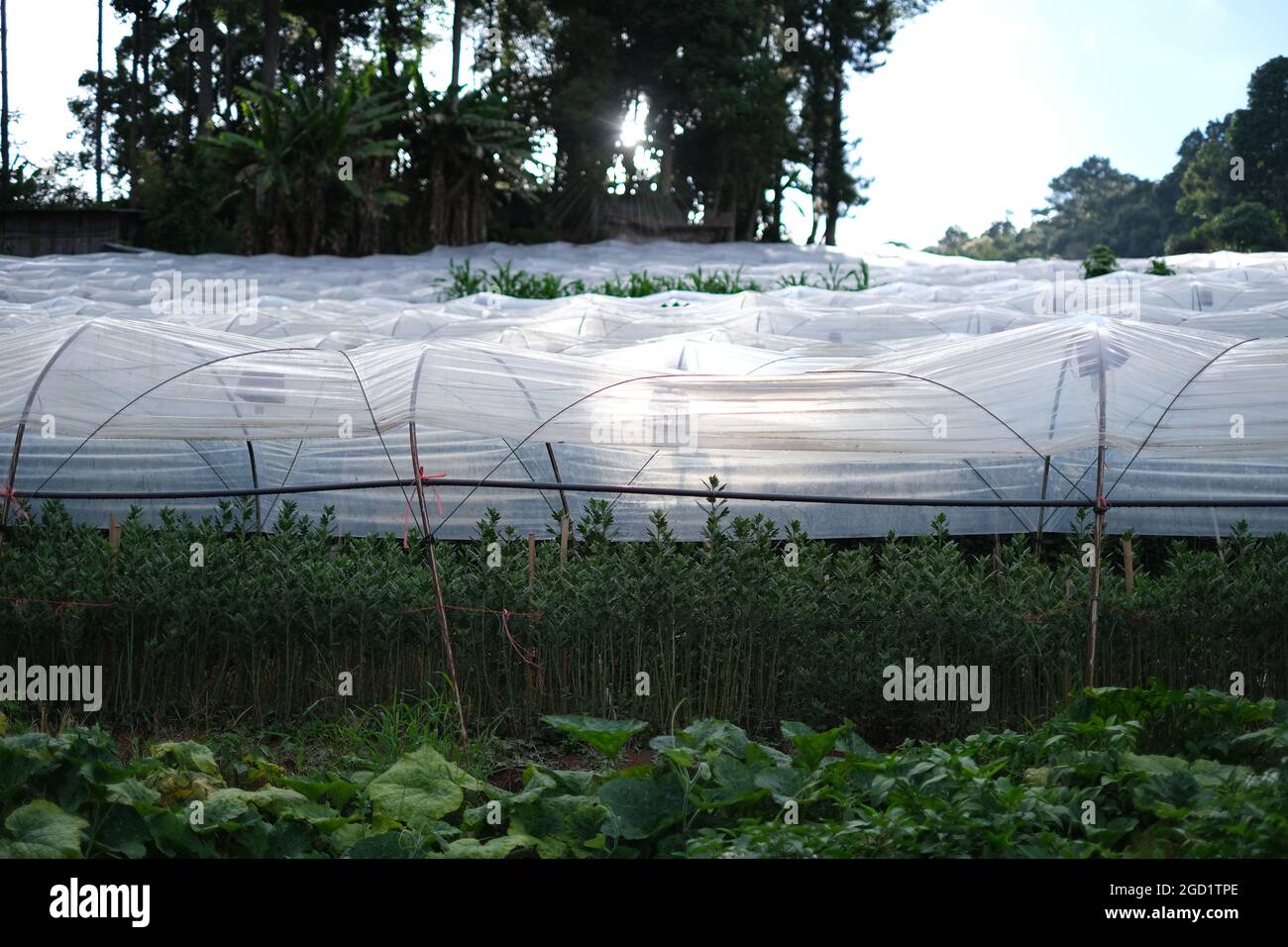 Una serie di serre illuminate al sole con miriadi di fiori coltivati in terrazza nella remota regione montana del nord della Thailandia Foto Stock