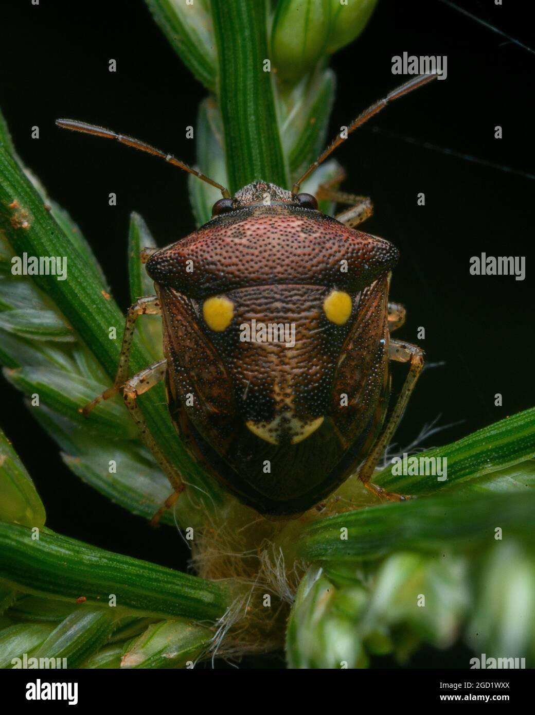 INSETTO SHEILD Foto Stock