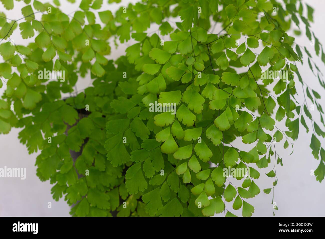 Piante Adiantum hanno piccole foglie che sono sottili e verdi Foto Stock