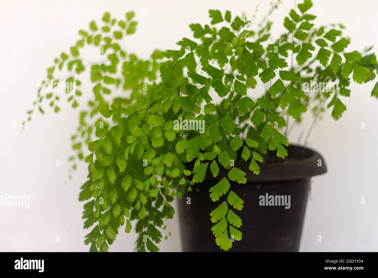 Piante Adiantum hanno piccole foglie che sono sottili e verdi Foto Stock
