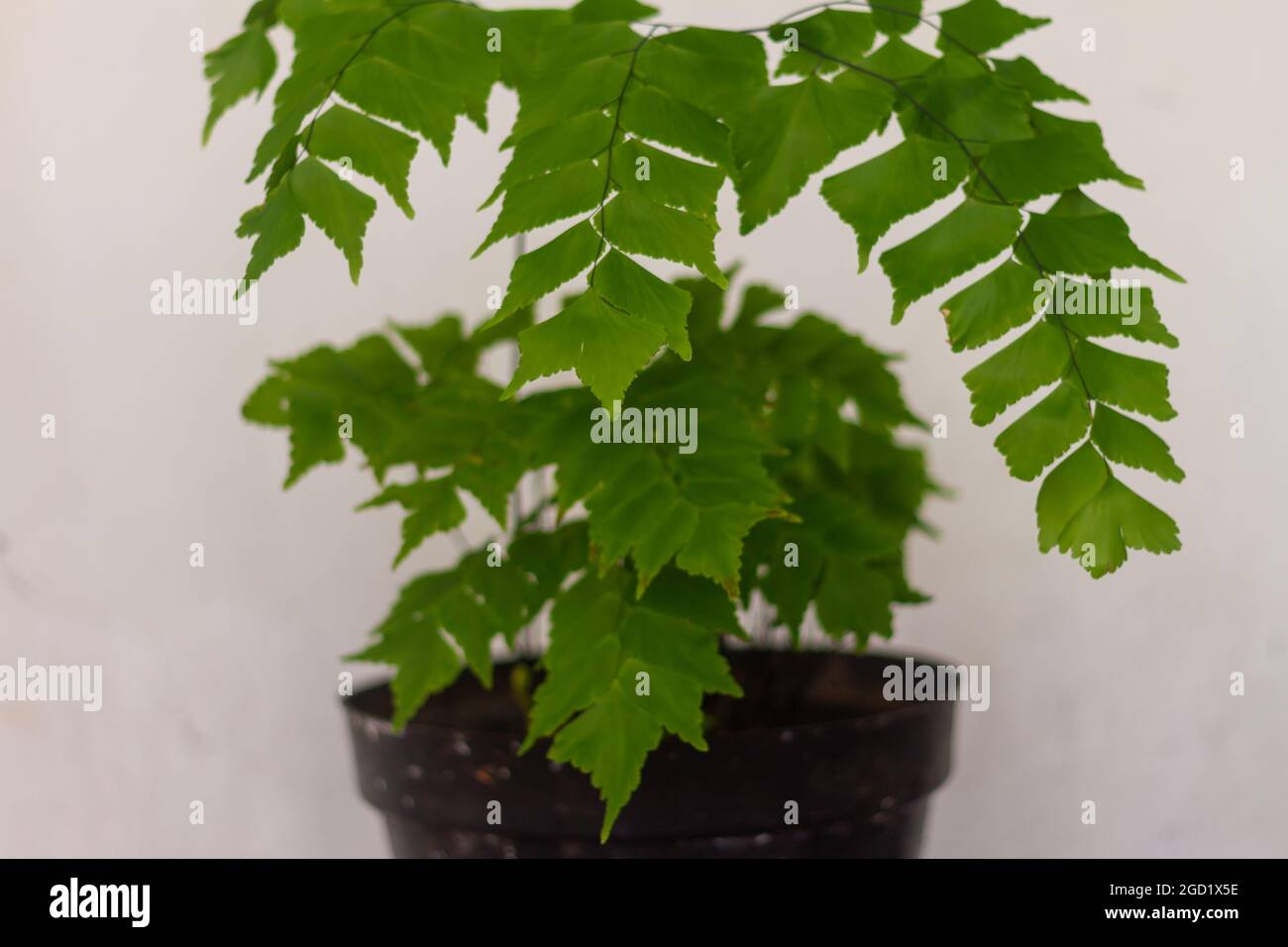 Piante Adiantum hanno piccole foglie che sono sottili e verdi Foto Stock