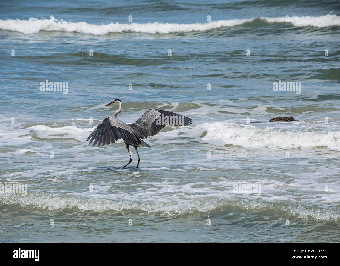Grande Blue Heron con le ali sollevate nel surf di una spiaggia della Florida come onde rompere intorno a lui. Foto Stock