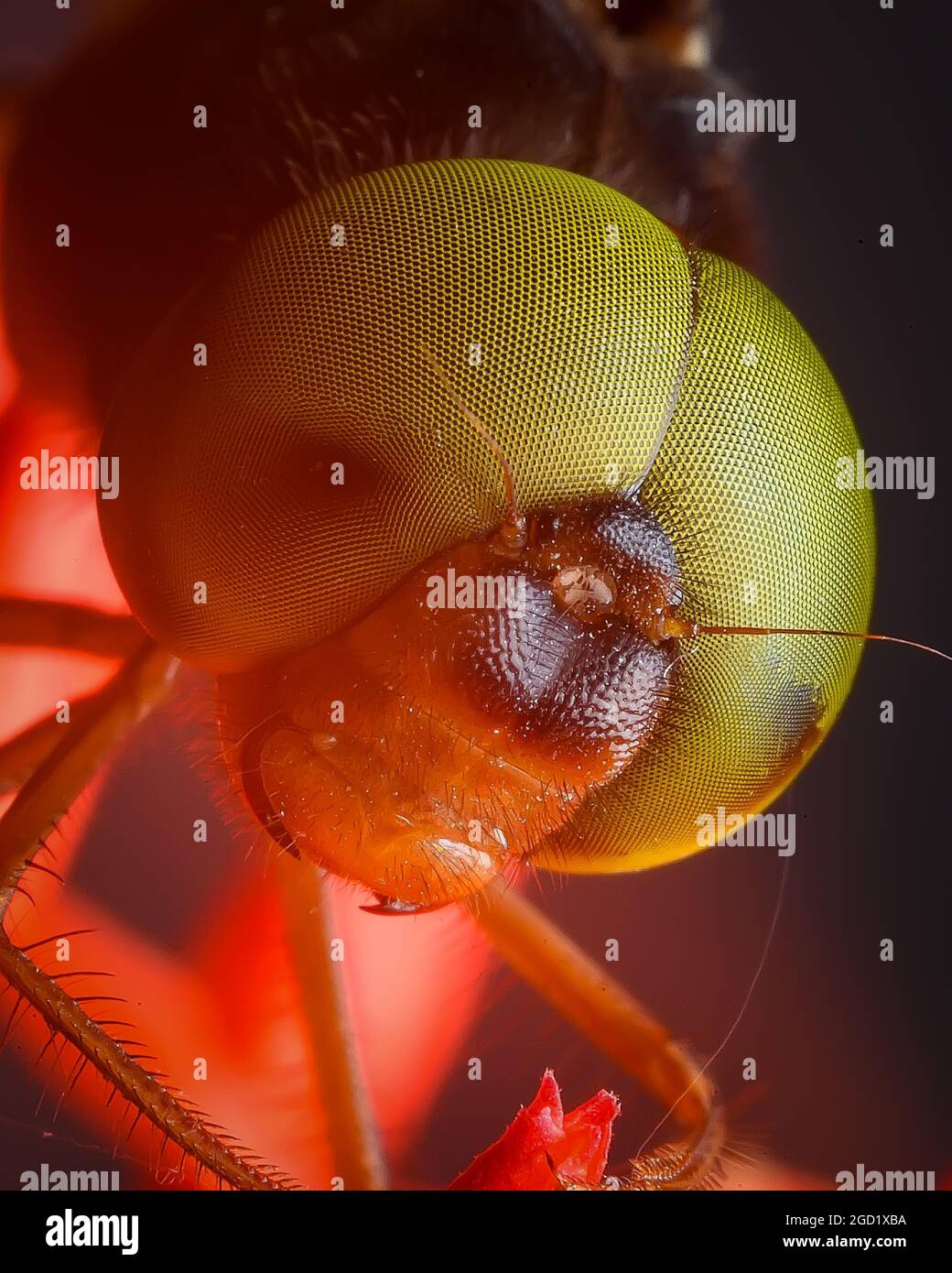 Dragon Fly faccia da vicino Foto Stock