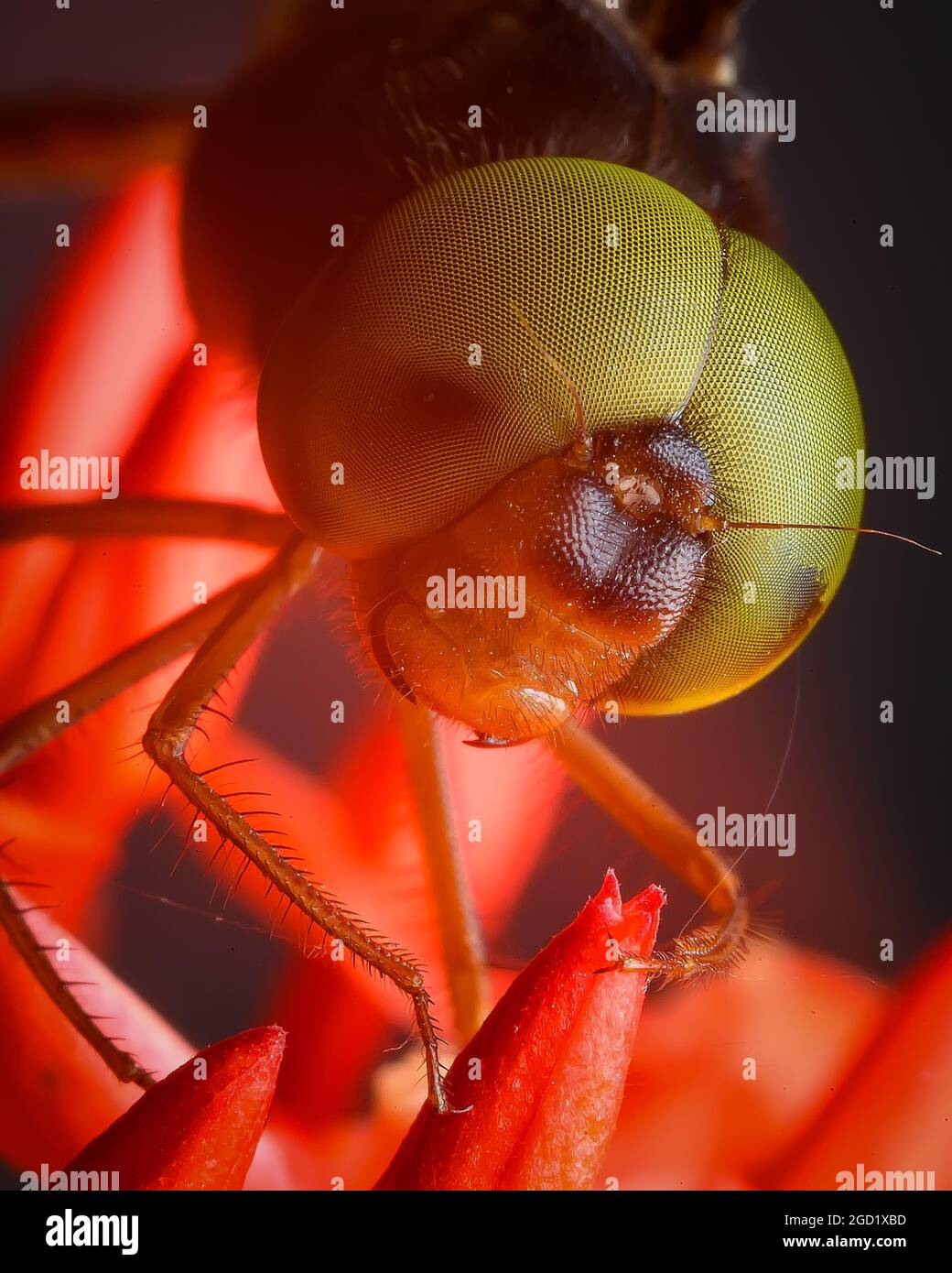 Dragon Fly faccia da vicino Foto Stock