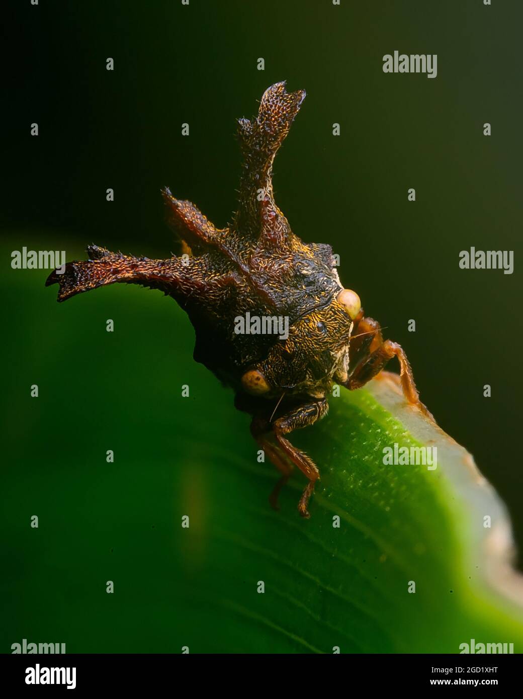 tramoggia su foglia verde Foto Stock