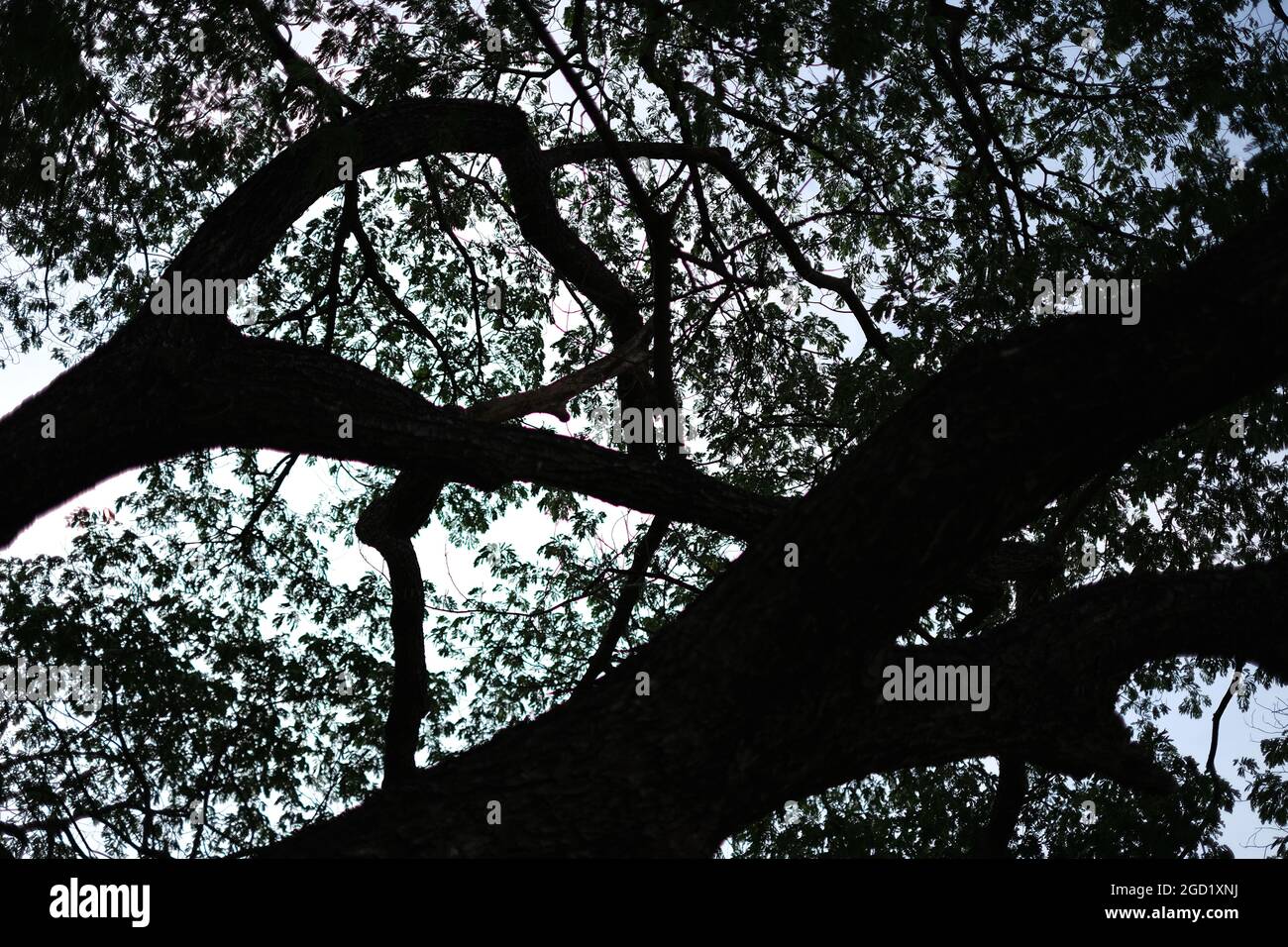 I tronchi di un albero stanno formando un modello naturale bello complicato efficacemente monocromatico contro uno sfondo di cielo di sera Foto Stock