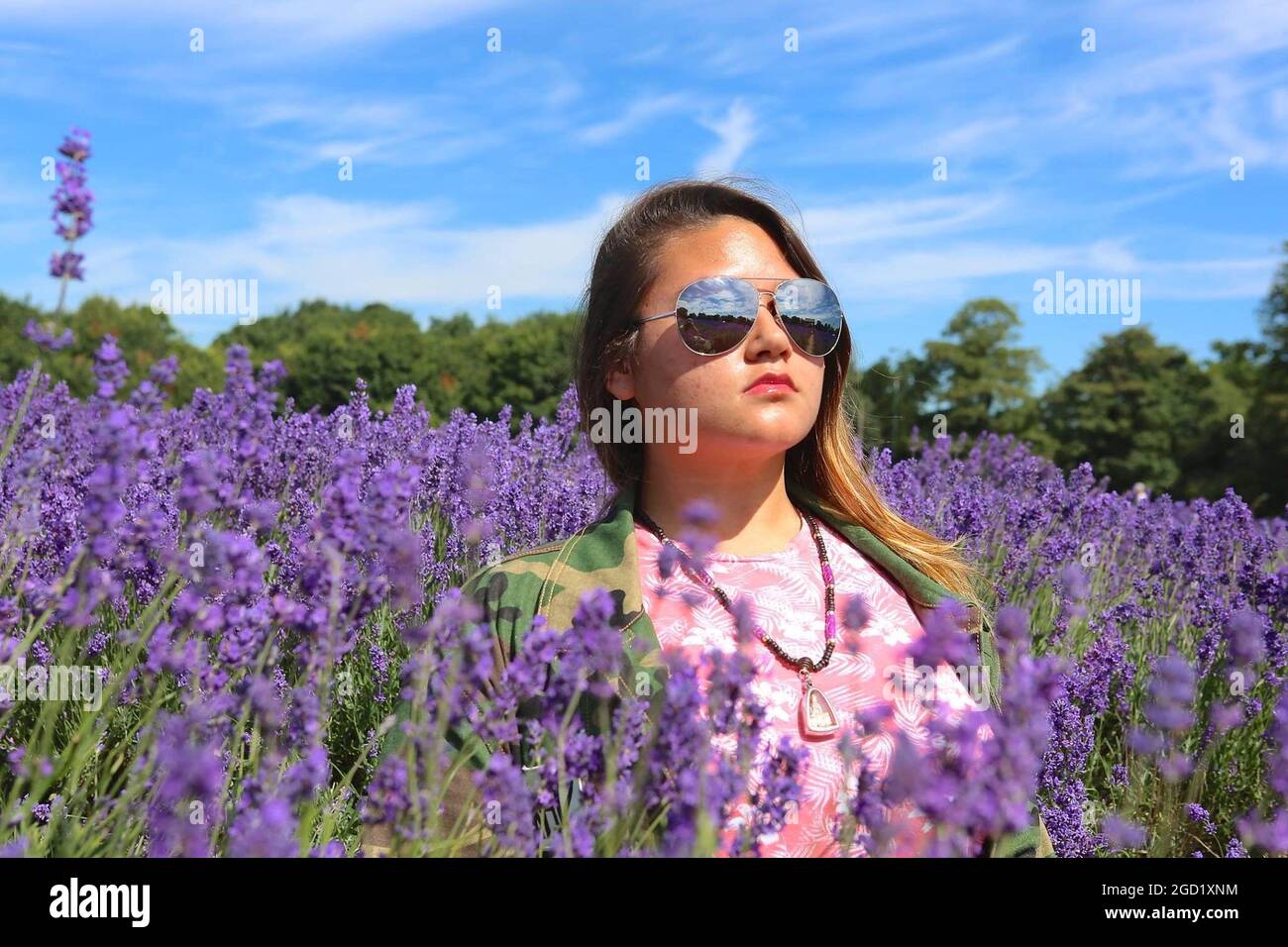 A conduzione familiare coltivatori biologici di lavanda sul Surrey Downs. La fattoria dovrebbe rimanere a colori fino alla fine di agosto ... Foto Stock