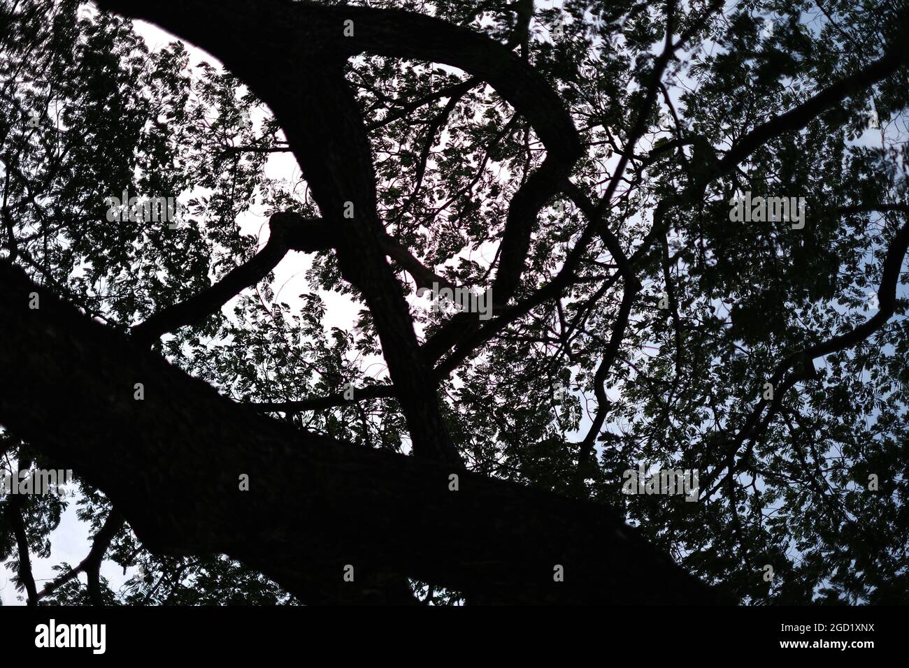 I tronchi di un albero stanno formando un modello naturale bello complicato efficacemente monocromatico contro uno sfondo di cielo di sera Foto Stock