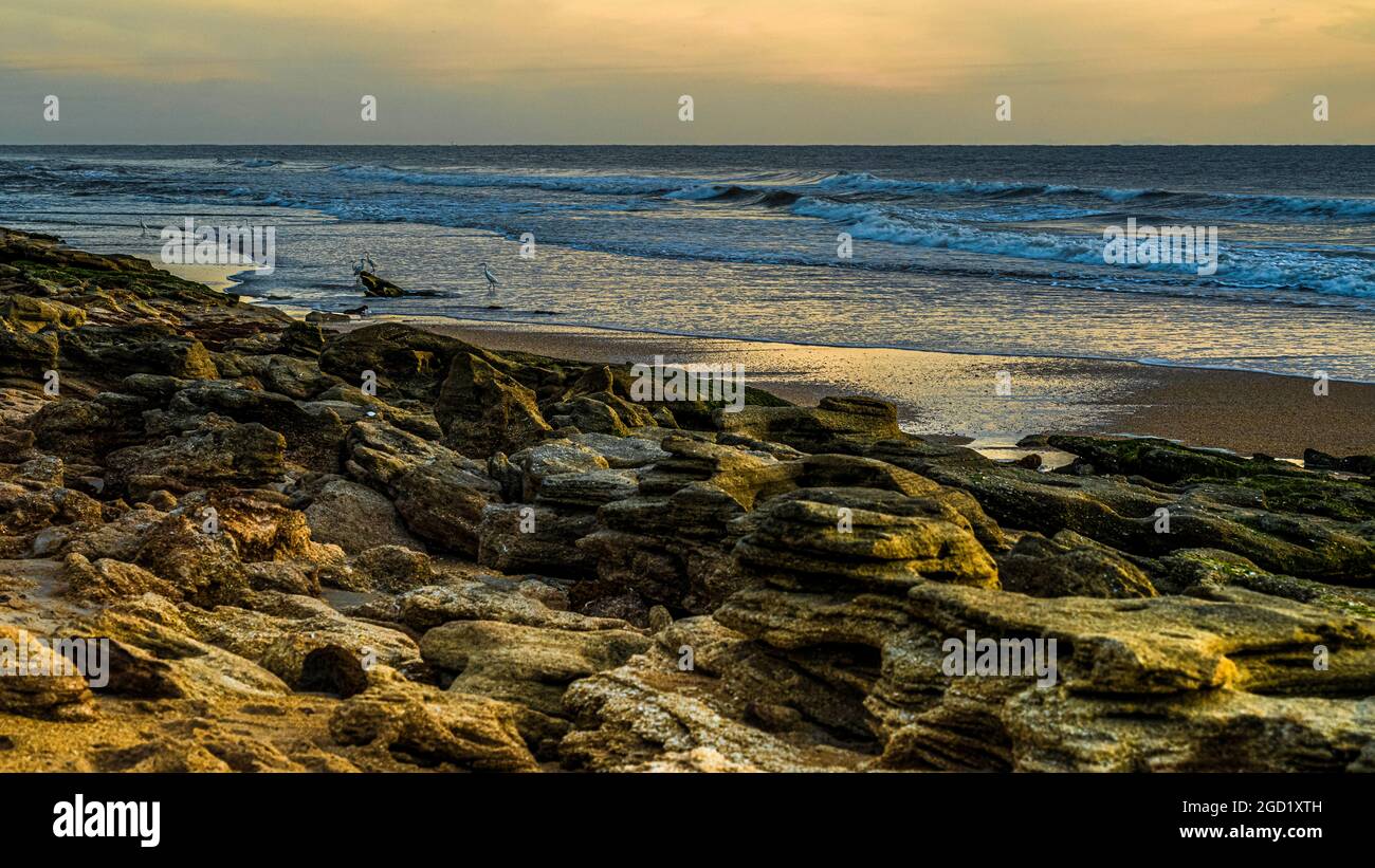 Sfondo panoramico stagcape di uccelli a riva nella luce prima dell'alba su una spiaggia rocciosa della Florida. Foto Stock