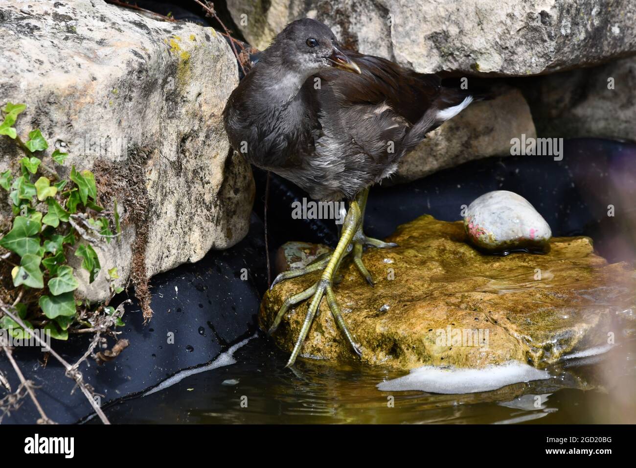 Novellame Moorhen, Gallinula Chloropus, Regno Unito Foto Stock