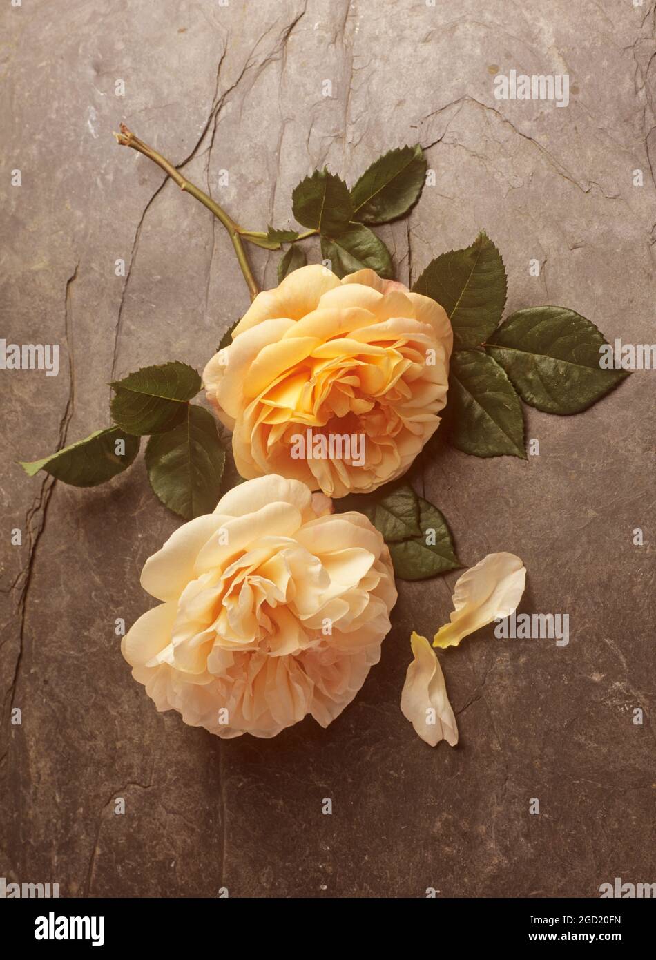 Botanica, due rose su un backgound di ardesia, DIRITTI-AGGIUNTIVI-CLEARANCE-INFO-NON-DISPONIBILE Foto Stock