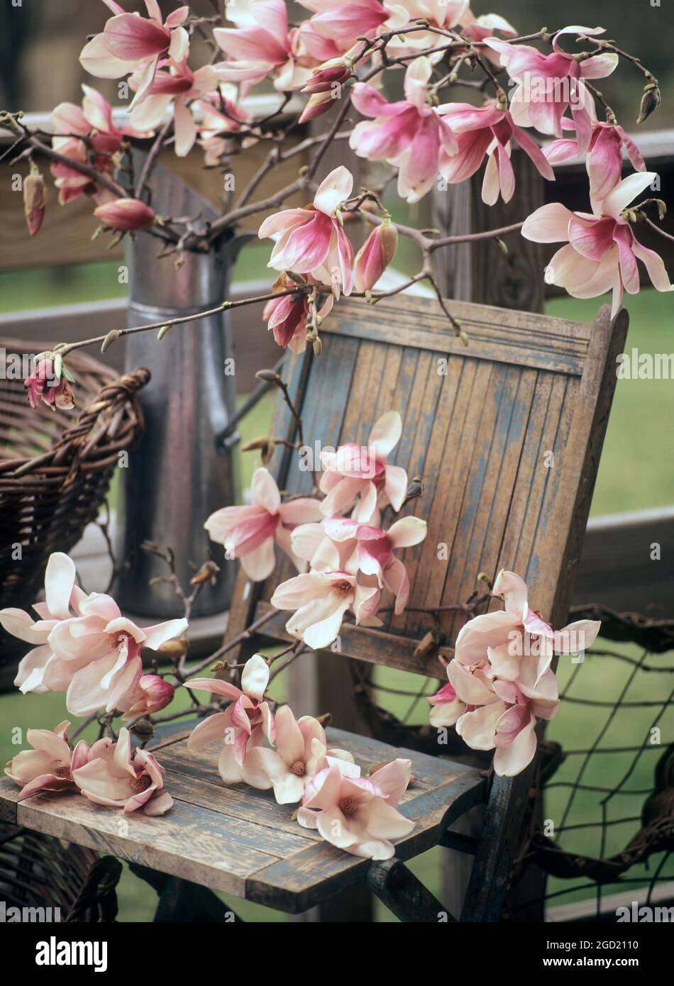Botanica, magnolia in una caraffa in metallo con sedia in legno in giardino, DIRITTI-AGGIUNTIVI-CLEARANCE-INFO-NON-DISPONIBILE Foto Stock