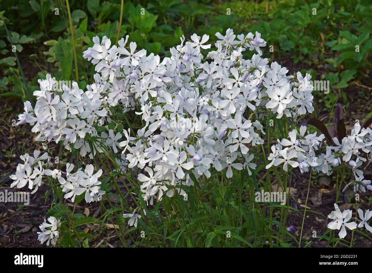 Flox blu selvatico (Phlox divaricata). Chiamato Woodland Phlox e Wild dolce william anche. Foto Stock