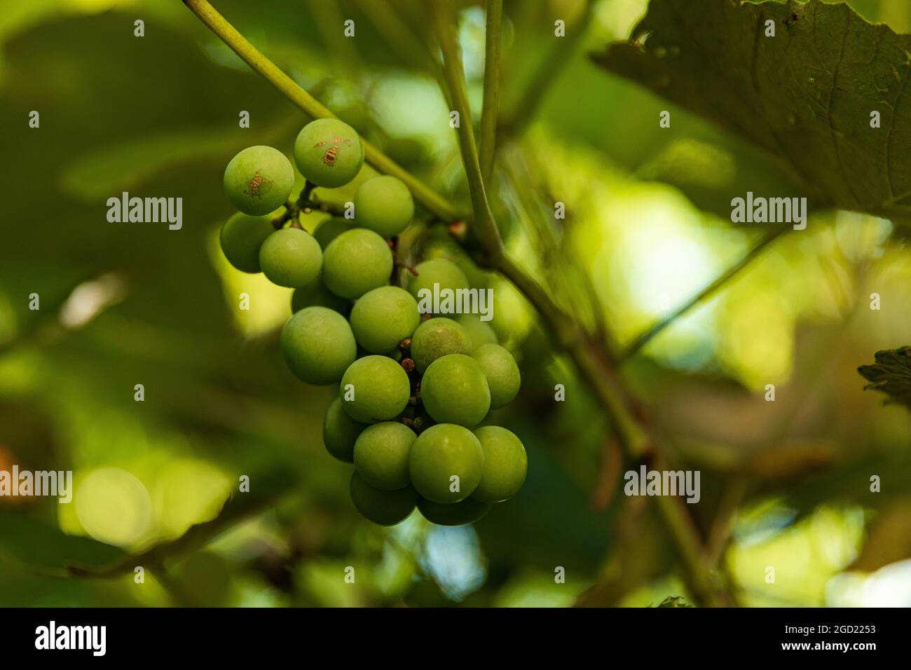 uva verde nascosta tra le foglie coltivate in giardino di casa con piccoli difetti nelle uve. Foto Stock