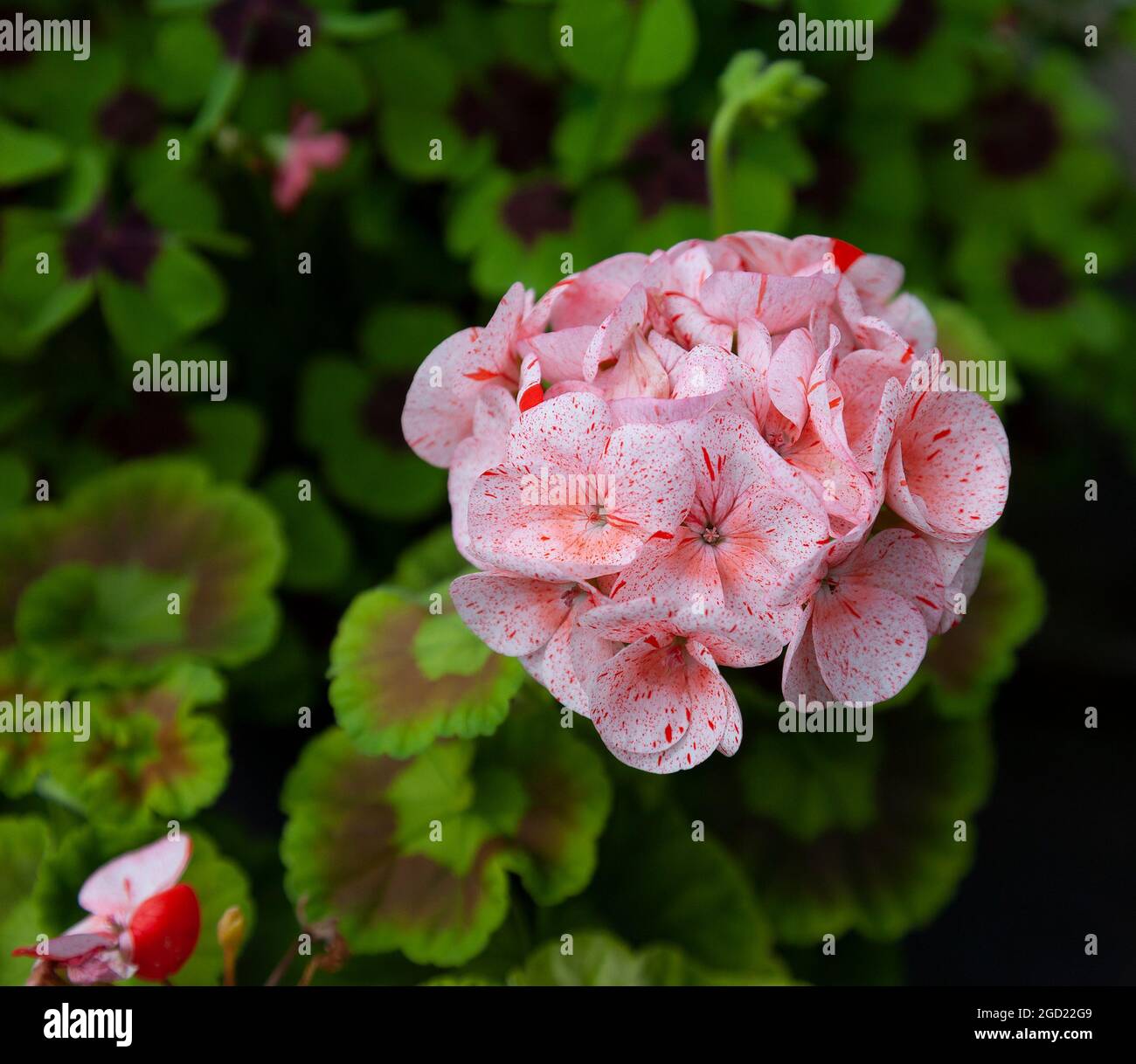 Un pelargonio zonale, Pelargonio hortensis 'Raspberry Ripple', con fiori di pesca pinky a macchie Foto Stock