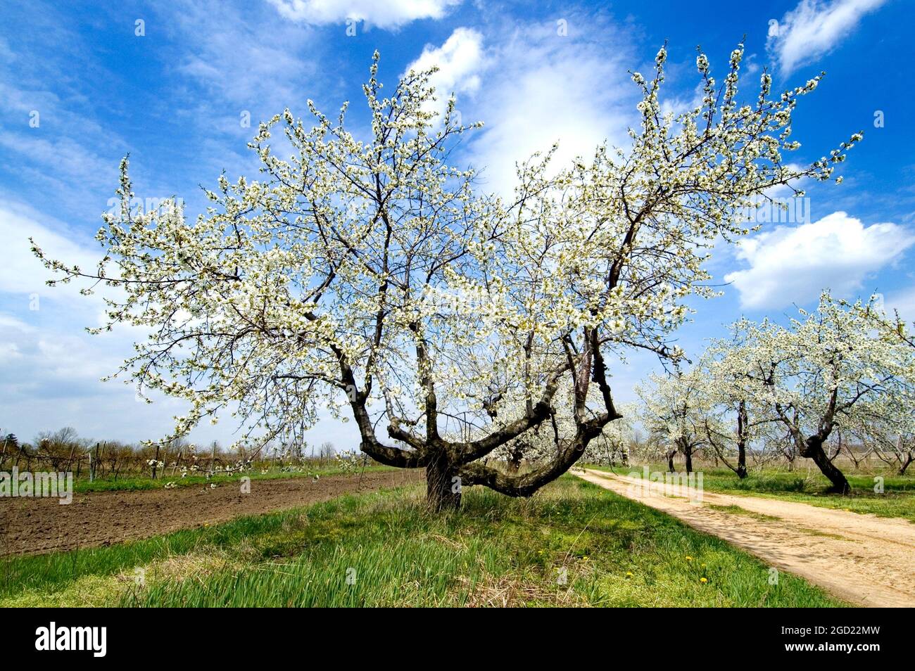 L'albero di mele fiorisce in fiore al frutteto di mele Jeddo Michigan Foto Stock