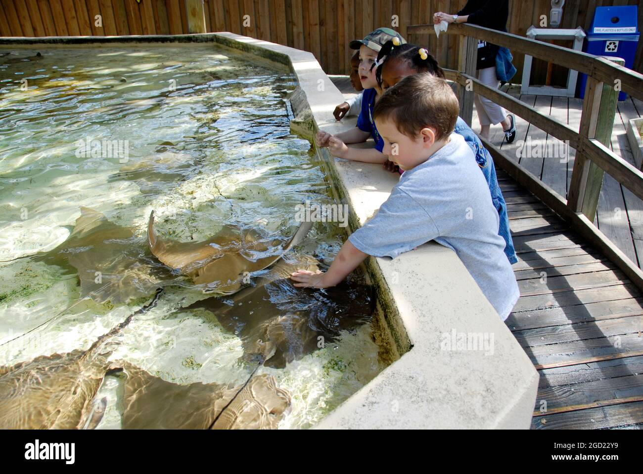 Toccare i bambini piccoli sting ray pesci all'Lowery Park Zoo Tampa Florida FL votato come il numero uno zoo negli Stati Uniti Foto Stock