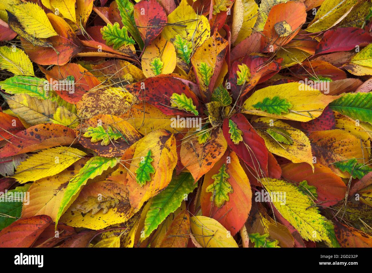 Disposizione delle foglie d'autunno. Rovere, Ciliegio, Castagno dolce, anche betulla, e foglie di guelderella con aghi di pino. Foto Stock
