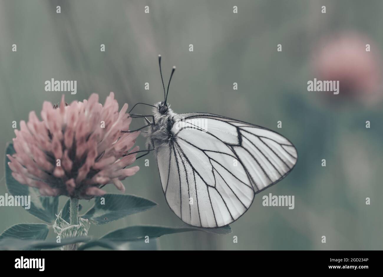 Primo piano di una farfalla bianca con venature nere su un fiore Foto stock  - Alamy
