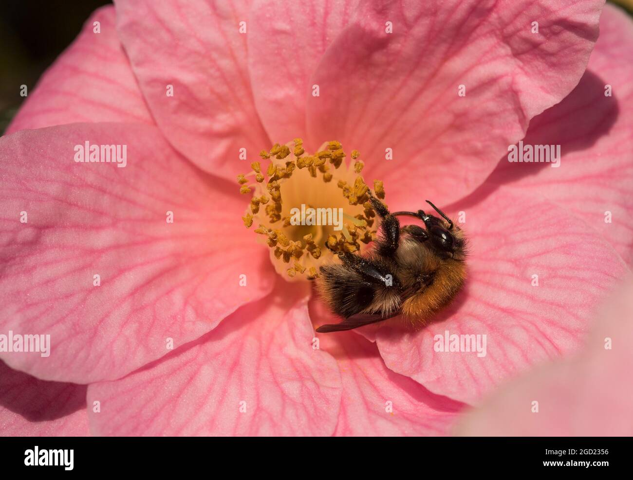 Primo piano di un'ape su una Camellia rosa. Camelia Japonica. Rosa invernale. Fiore di Stato dell'Alabama. Foto Stock