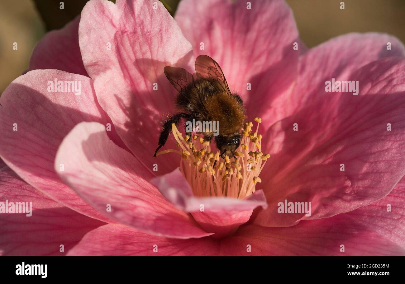 Primo piano di un'ape su una Camellia rosa. Camelia Japonica. Rosa invernale. Fiore di Stato dell'Alabama. Foto Stock