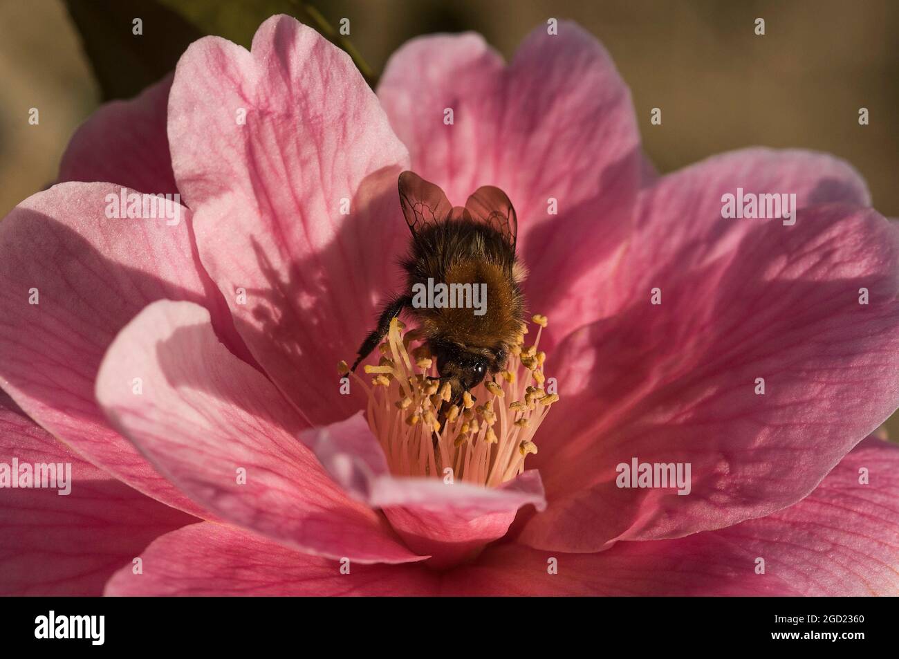 Primo piano di un'ape su una Camellia rosa. Camelia Japonica. Rosa invernale. Fiore di Stato dell'Alabama. Foto Stock