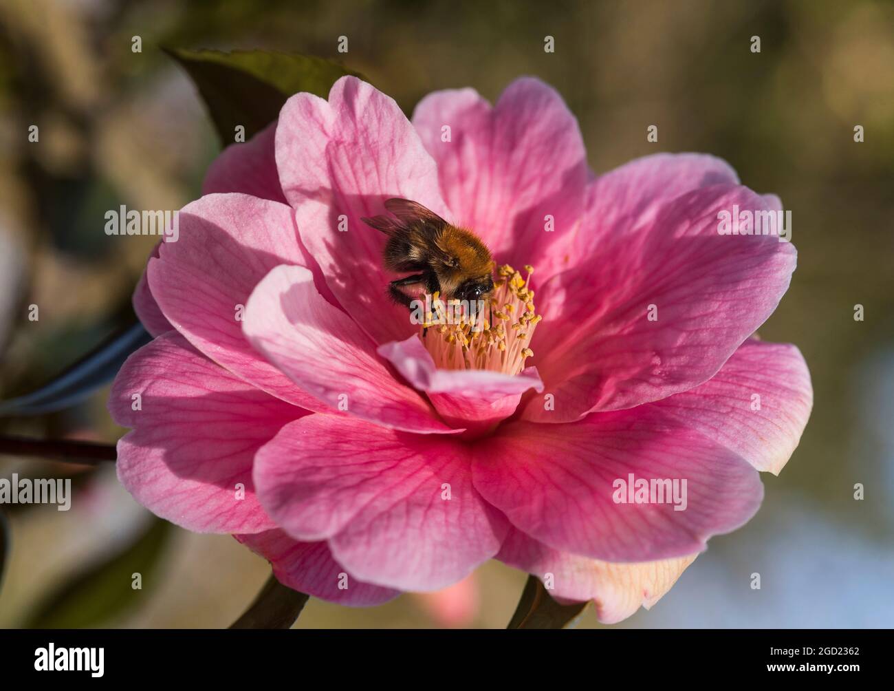 Primo piano di un'ape su una Camellia rosa. Camelia Japonica. Rosa invernale. Fiore di Stato dell'Alabama. Foto Stock
