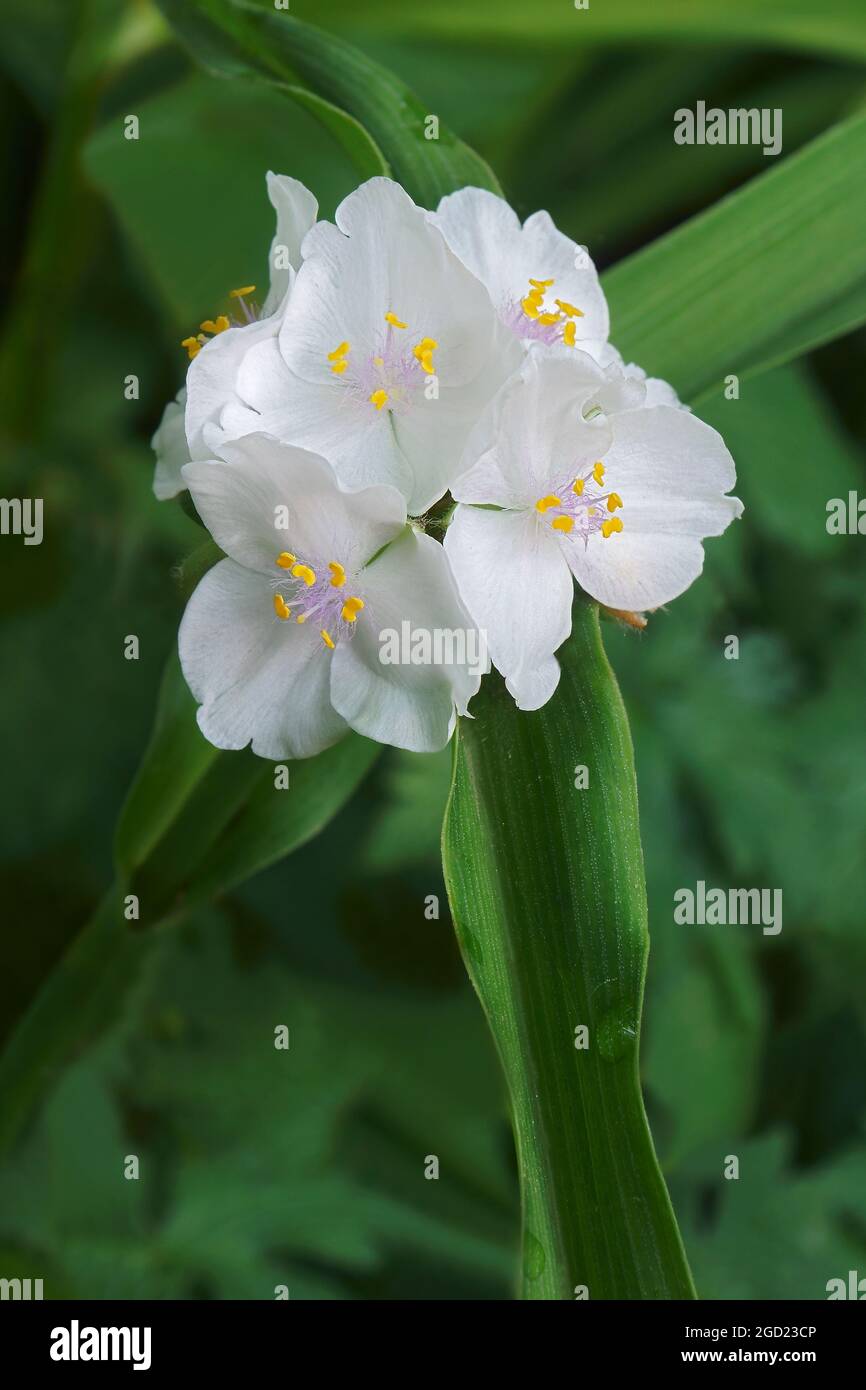 Virginia spiderwort (Tradescantia virginiana). Foto Stock