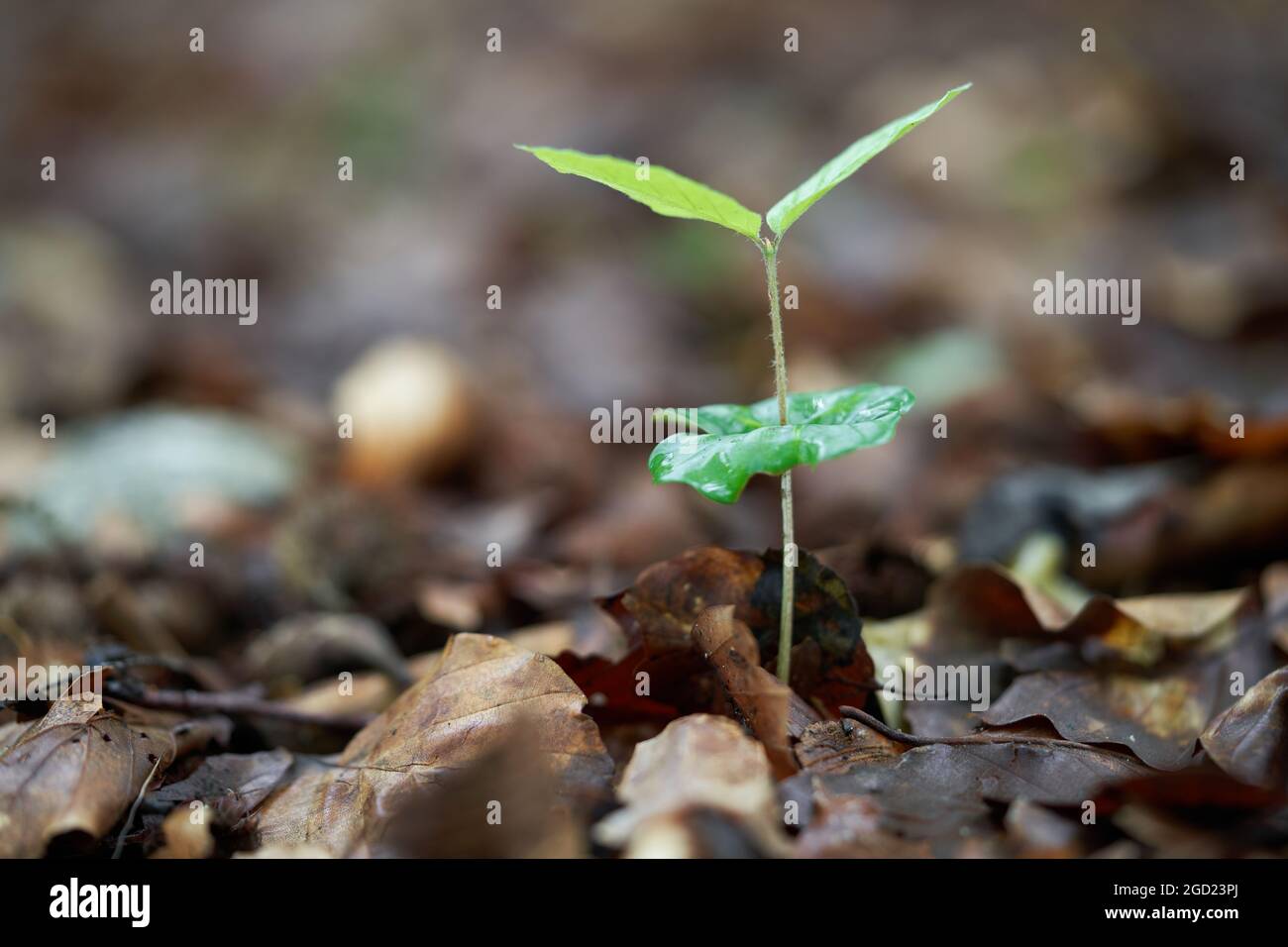 Fuoco selettivo del giovane Fagus sylvatica nella foresta. Noto come faggio europeo o faggio comune. Germogliare il faggio nelle foglie. Foto Stock
