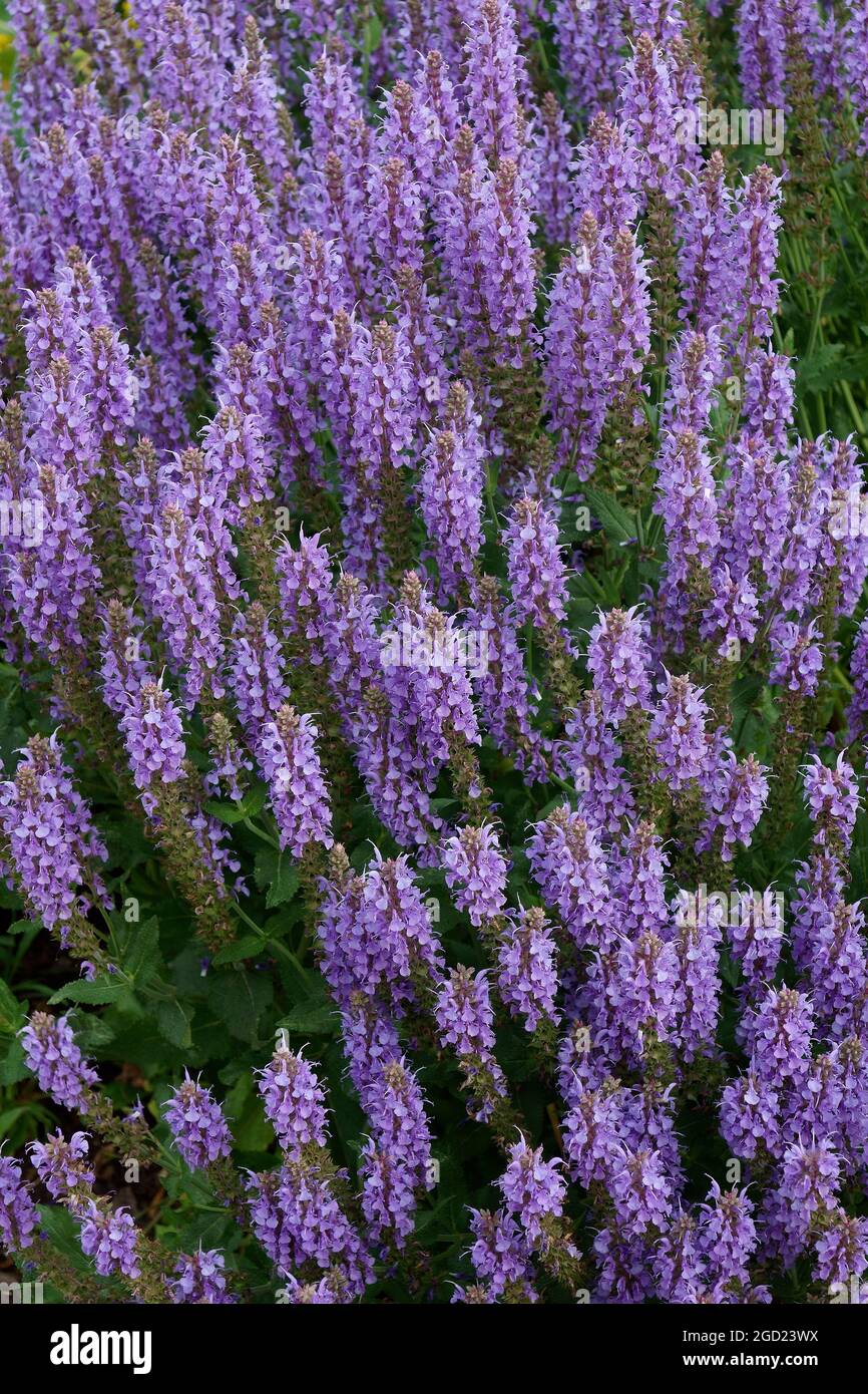 Salvia nemorosa. Chiamato clary balcanico, salvia blu e salvia selvatica anche. Foto Stock
