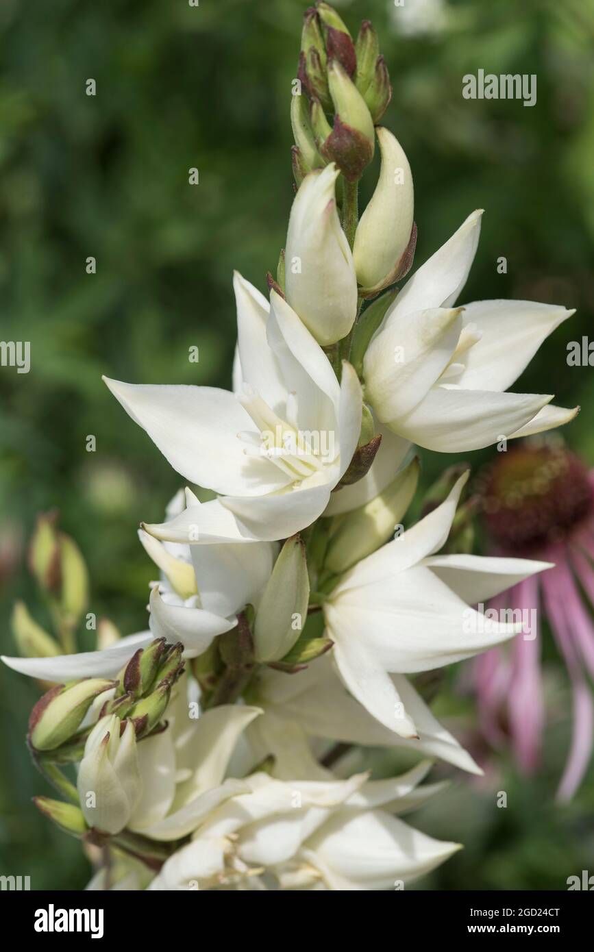 Primo piano dei fiori bianchi a forma di lanterna di Yucca gloriosa. Foto Stock