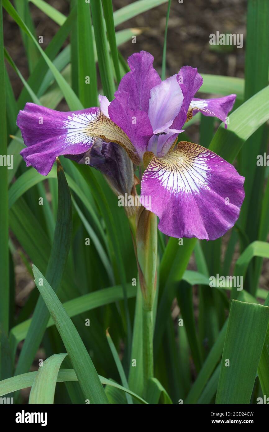 Contrasto in stile siberiano iris (Iris sibirica 'Contour in Style'). Foto Stock