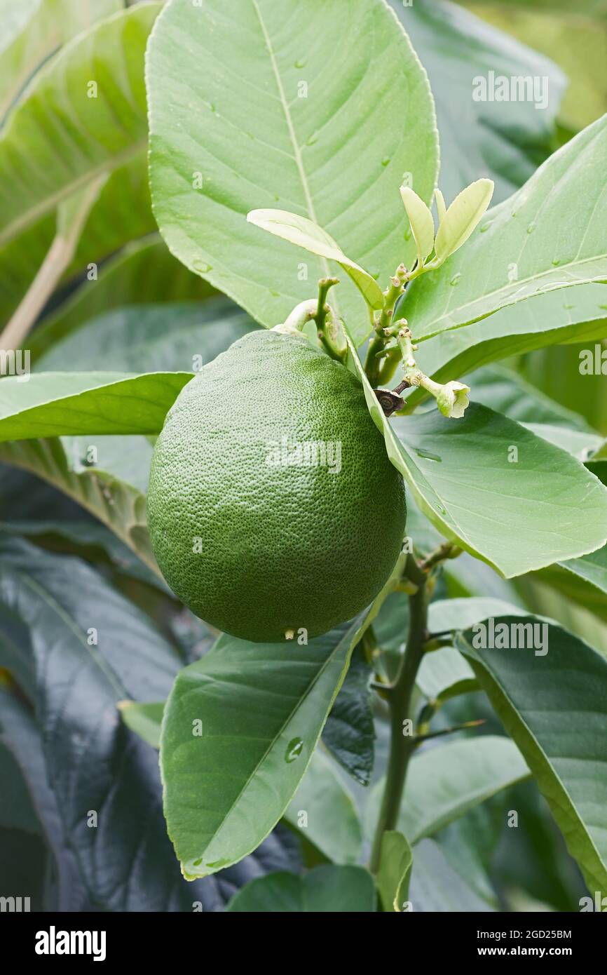 Il limone di meraviglia americano (Citrus x piriformis). Chiamato anche il limone di Skieriewice. Un altro nome botanico è Citrus limon 'Ponderosa'. Ibrido tra pom Foto Stock