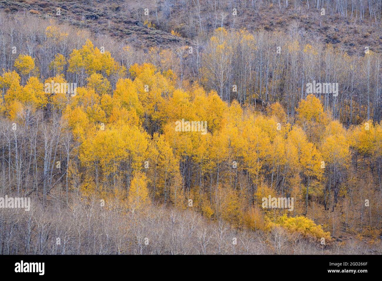 Aspen Trees a Jackman Park su Steens Mountain nel sud-est dell'Oregon. Foto Stock