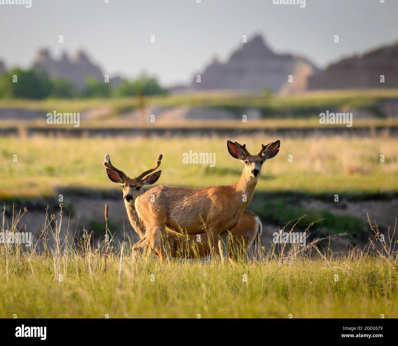 Il giovane cervo di mulo si trova nel Badlands National Park, South Dakota. Foto Stock