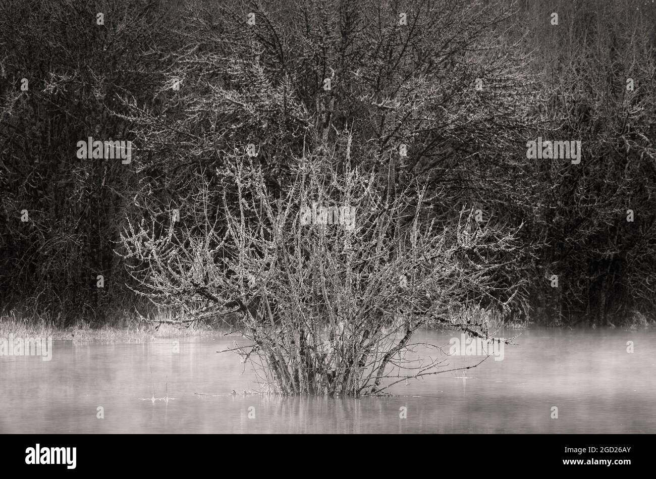 Alberi di paludi allagati al William L. Finley National Wildlife Refuge, Willamette Valley, Oregon. Foto Stock