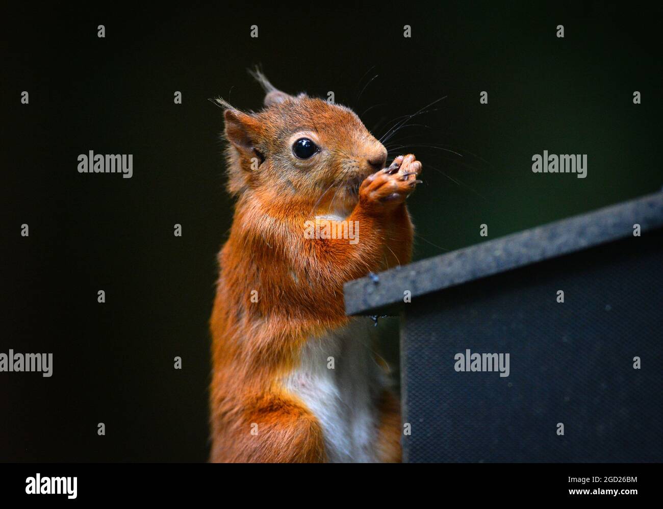 Uno scoiattolo rosso, Sciurus vulgarise in bosco a Shap nel Distretto dei Laghi nel Regno Unito Foto Stock