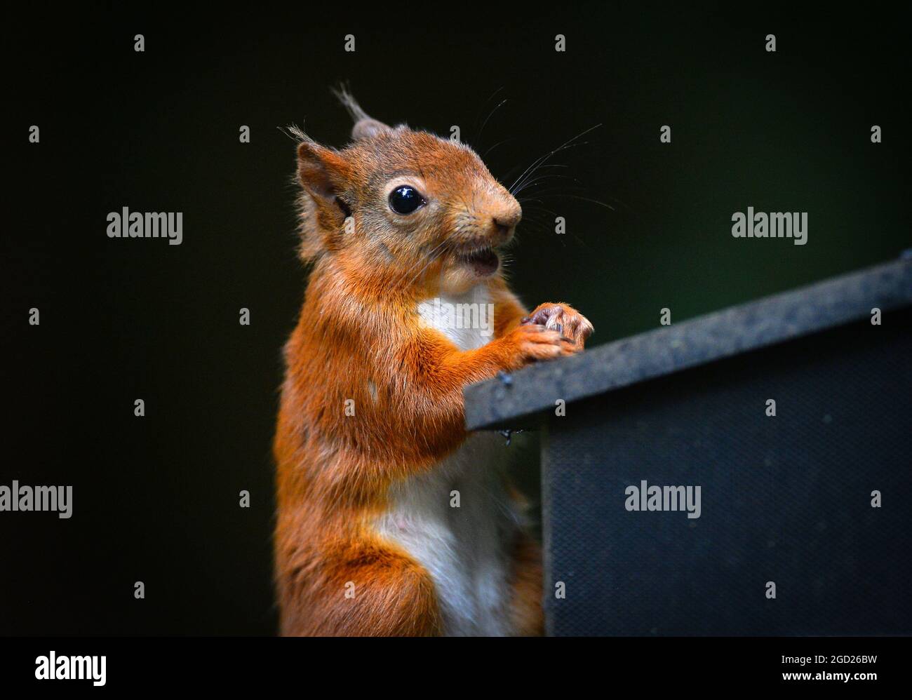 Uno scoiattolo rosso, Sciurus vulgarise in bosco a Shap nel Distretto dei Laghi nel Regno Unito Foto Stock