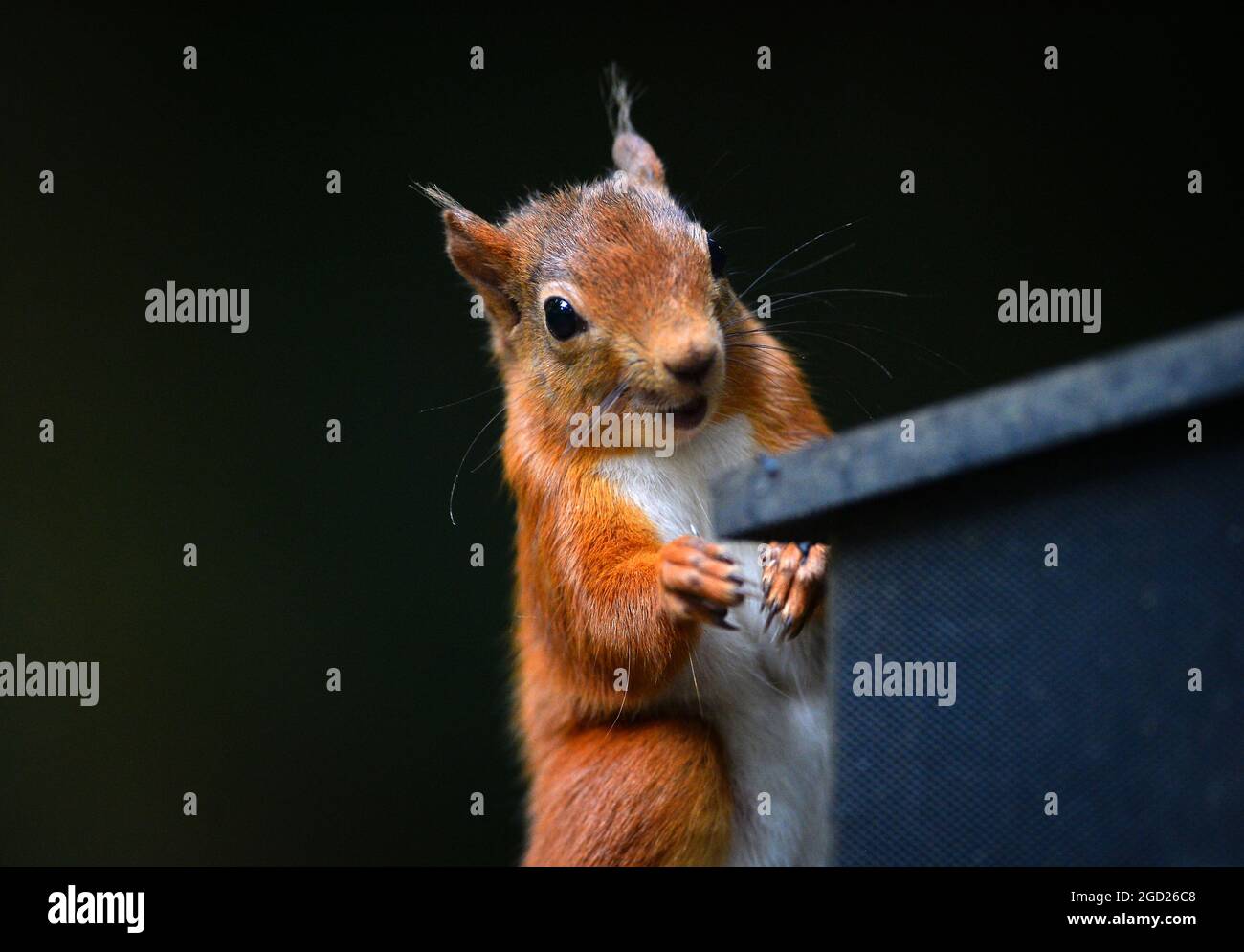 Uno scoiattolo rosso, Sciurus vulgarise in bosco a Shap nel Distretto dei Laghi nel Regno Unito Foto Stock