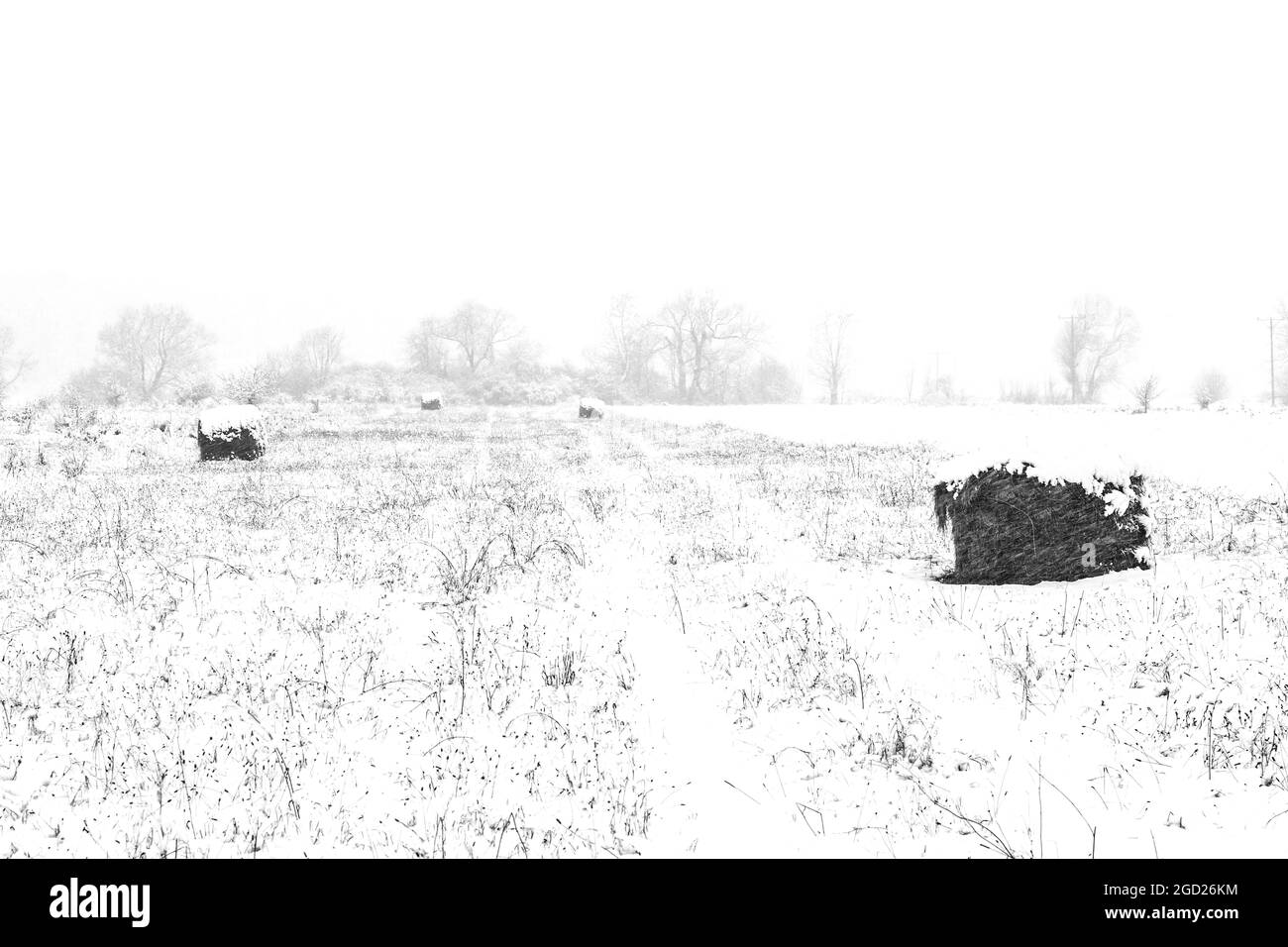 Rotoli di balle di fieno che rotola su un campo coperto di neve in inverno Foto Stock