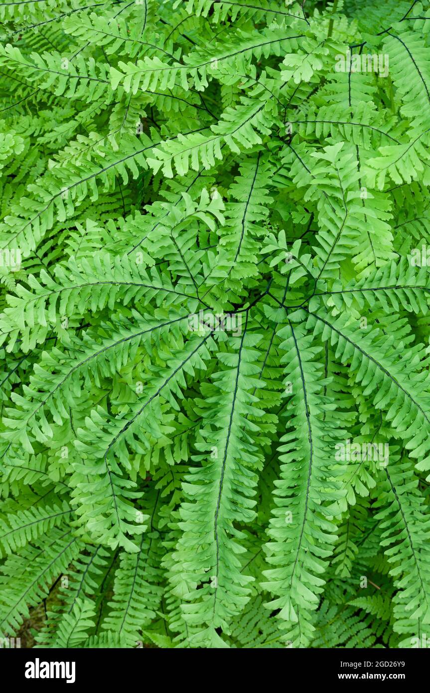 Western Maidenhair Fern (Adiantum Aleuticum); Tamolitch Pool, Mckenzie River, Oregon. Foto Stock