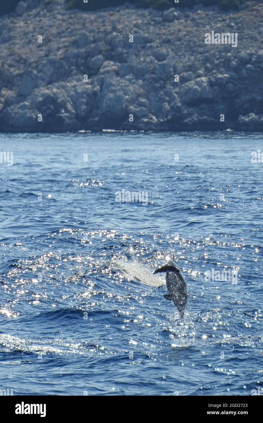 Un gruppo di delfini nel mare egeo tra le isole greche di Rodi e Halki. Foto Stock