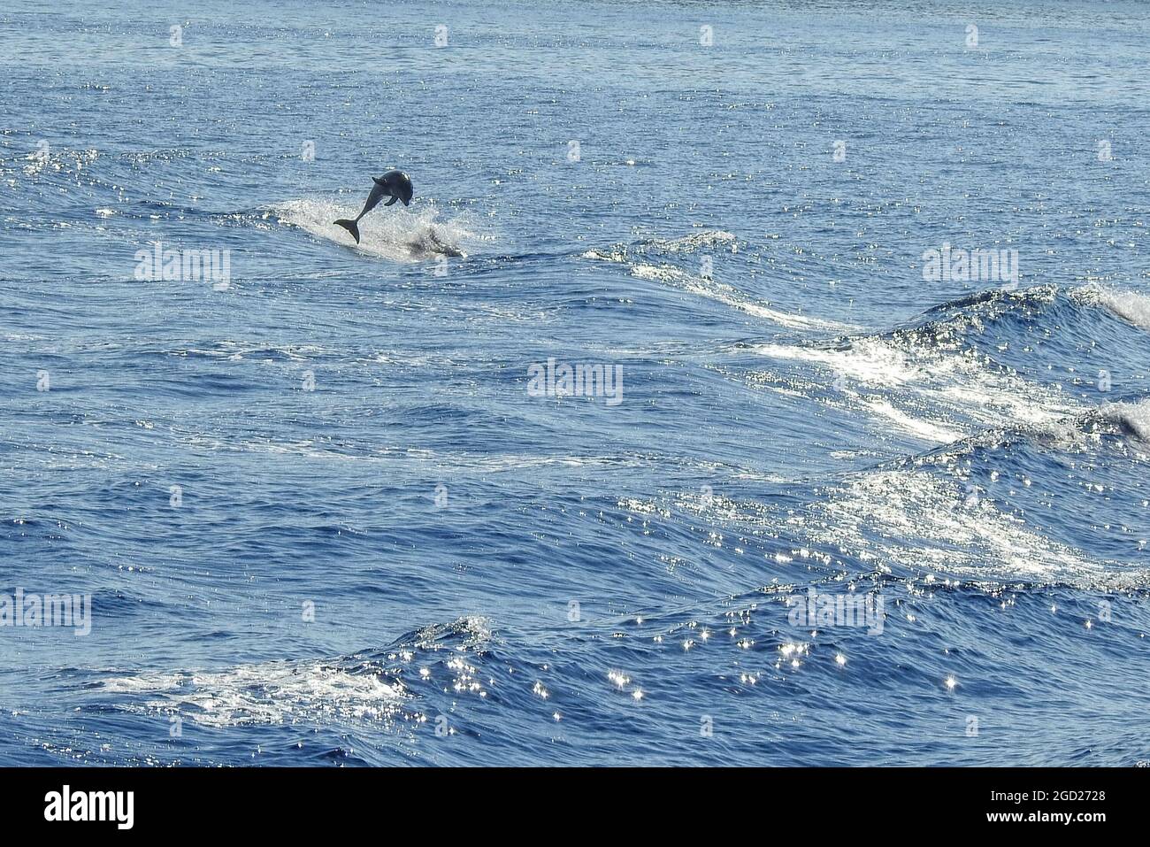 Un gruppo di delfini nel mare egeo tra le isole greche di Rodi e Halki. Foto Stock
